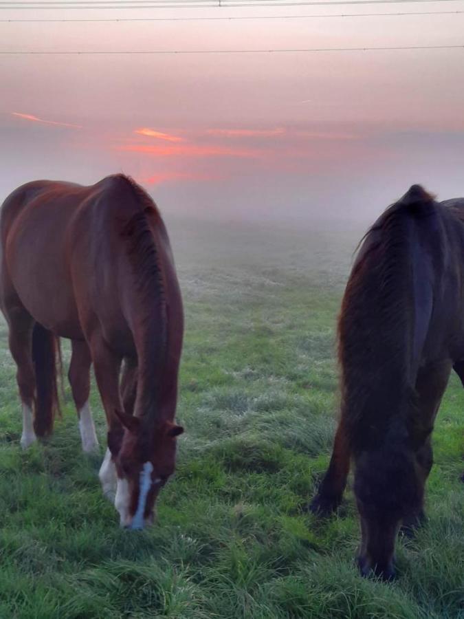 Landgasthof Brandtner Wirt Langdorf  Luaran gambar
