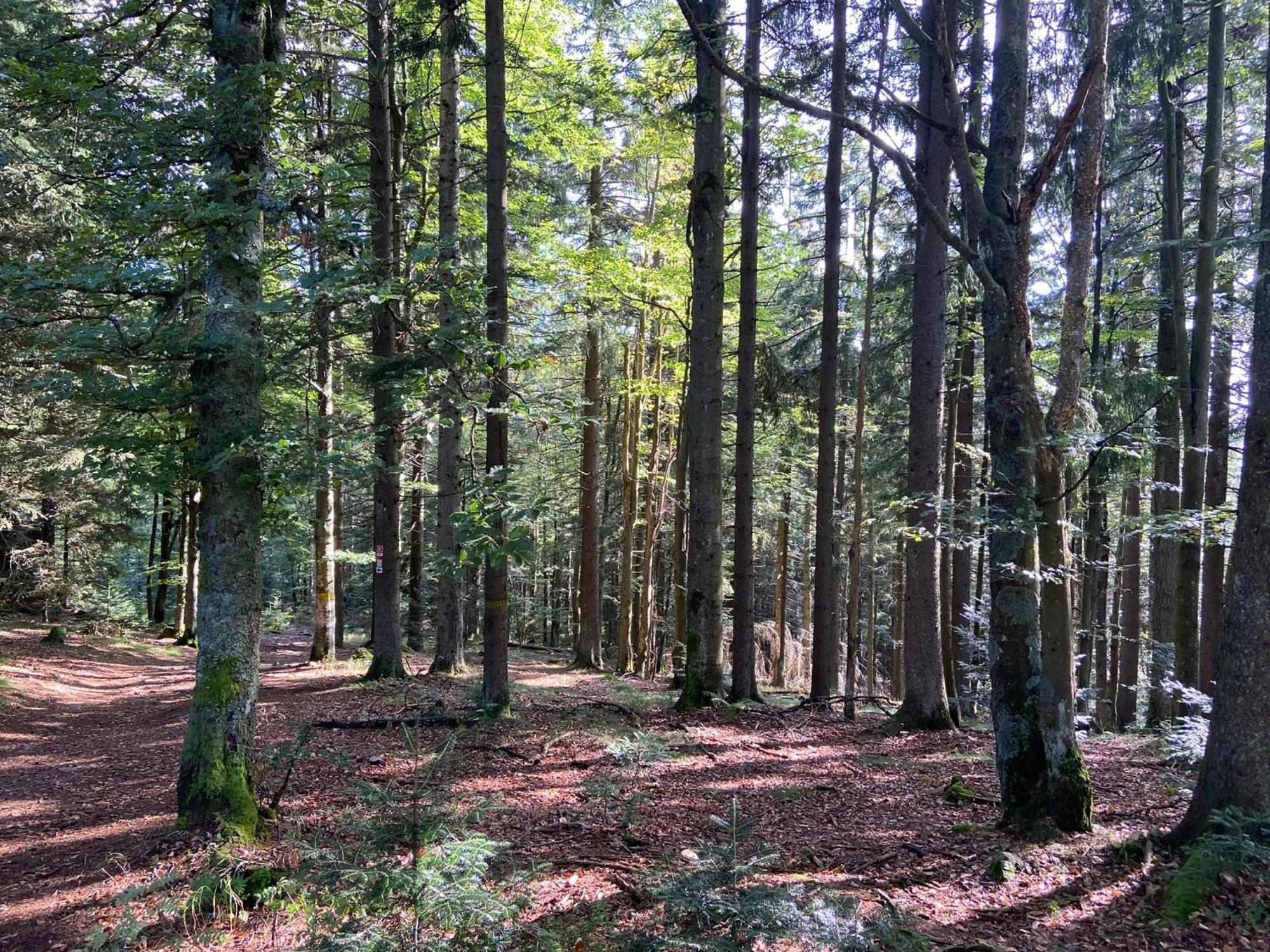 Landgasthof Brandtner Wirt Langdorf  Luaran gambar